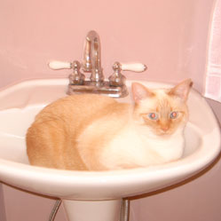Cats in Sinks