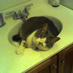 Cats in Sinks