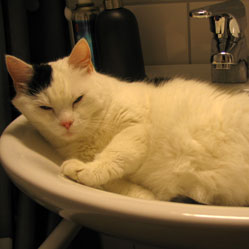 Cats in Sinks