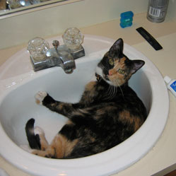 Cats in Sinks