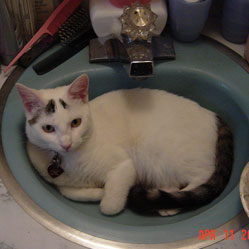 Cats in Sinks