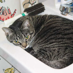 Cats in Sinks