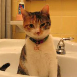 Cats in Sinks