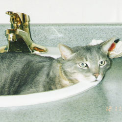 Cats in Sinks