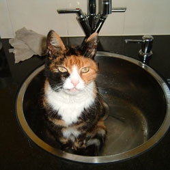 Cats in Sinks