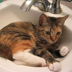 Cats in Sinks