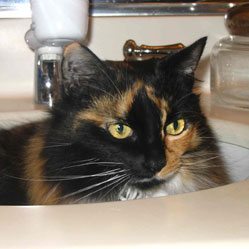 Cats in Sinks