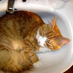 Cats in Sinks