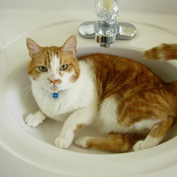 Cats in Sinks