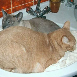 Cats in Sinks