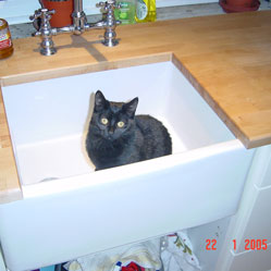 Cats in Sinks