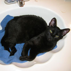 Cats in Sinks
