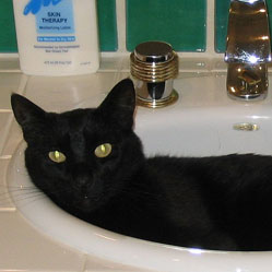 Cats in Sinks