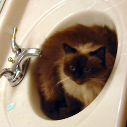 Cats in Sinks