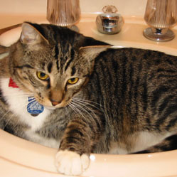 Cats in Sinks