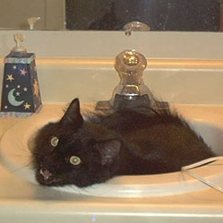Cats in Sinks
