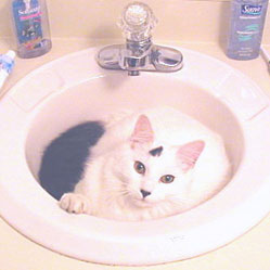 Cats in Sinks