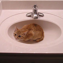 Cats in Sinks