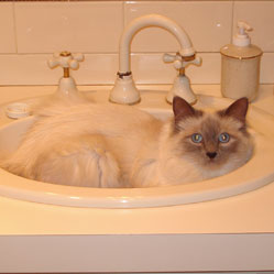 Cats in Sinks