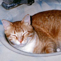 Cats in Sinks