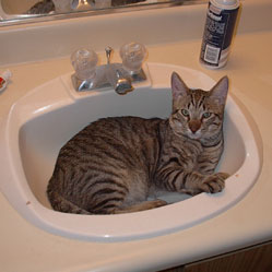 Cats in Sinks