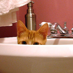 Cats in Sinks