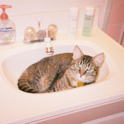Cats in Sinks