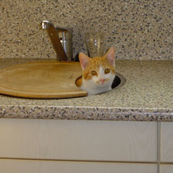 Cats in Sinks