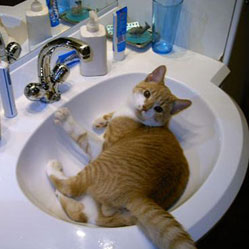 Cats in Sinks