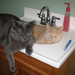Cats in Sinks