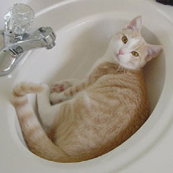 Cats in Sinks