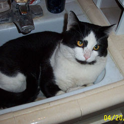Cats in Sinks