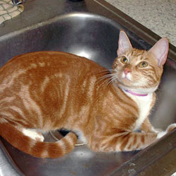 Cats in Sinks