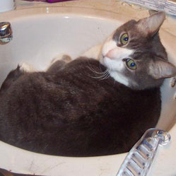 Cats in Sinks