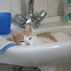 Cats in Sinks