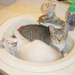 Cats in Sinks