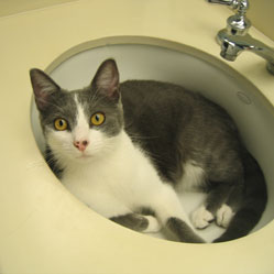Cats in Sinks