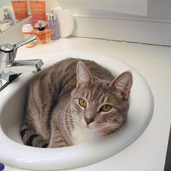 Cats in Sinks