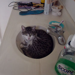 Cats in Sinks