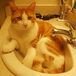 Cats in Sinks