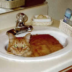 Cats in Sinks