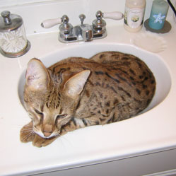 Cats in Sinks