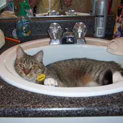 Cats in Sinks
