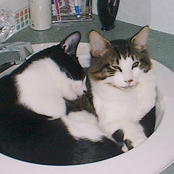 Cats in Sinks