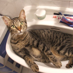 Cats in Sinks