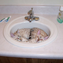 Cats in Sinks