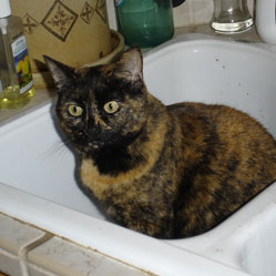 Cats in Sinks