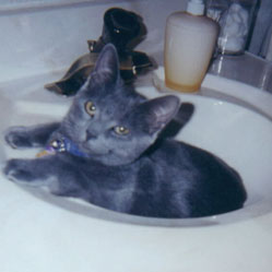 Cats in Sinks