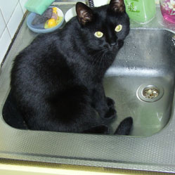 Cats in Sinks