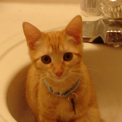 Cats in Sinks